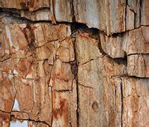 Carbon Dating Wood, AMS laboratories .